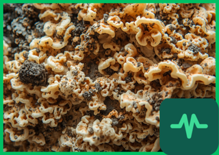 Mycelium Bio-Insulation: Growing Packaging and Building Insulation from Fungus